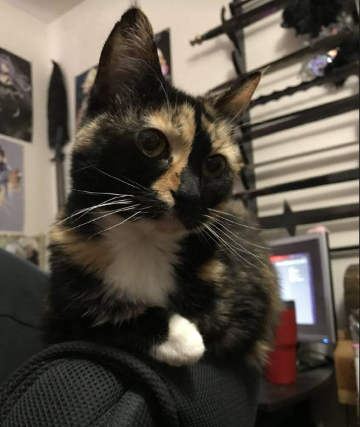 Pic of the Litter: Donna
